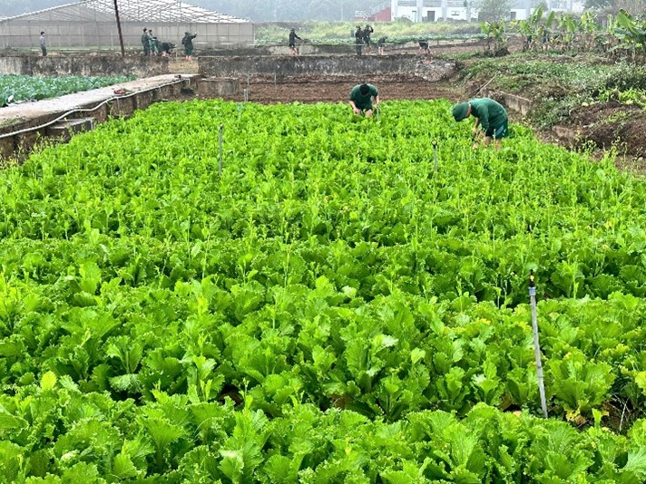 TIỂU ĐOÀN 1 ĐẨY MẠNH CÔNG TÁC  TĂNG GIA SẢN XUẤT, NÂNG CAO ĐỜI SỐNG CHO BỘ ĐỘI