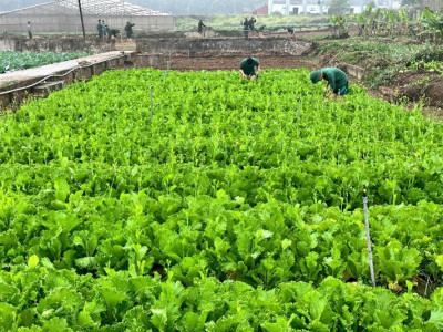 TIỂU ĐOÀN 1 ĐẨY MẠNH CÔNG TÁC  TĂNG GIA SẢN XUẤT, NÂNG CAO ĐỜI SỐNG CHO BỘ ĐỘI